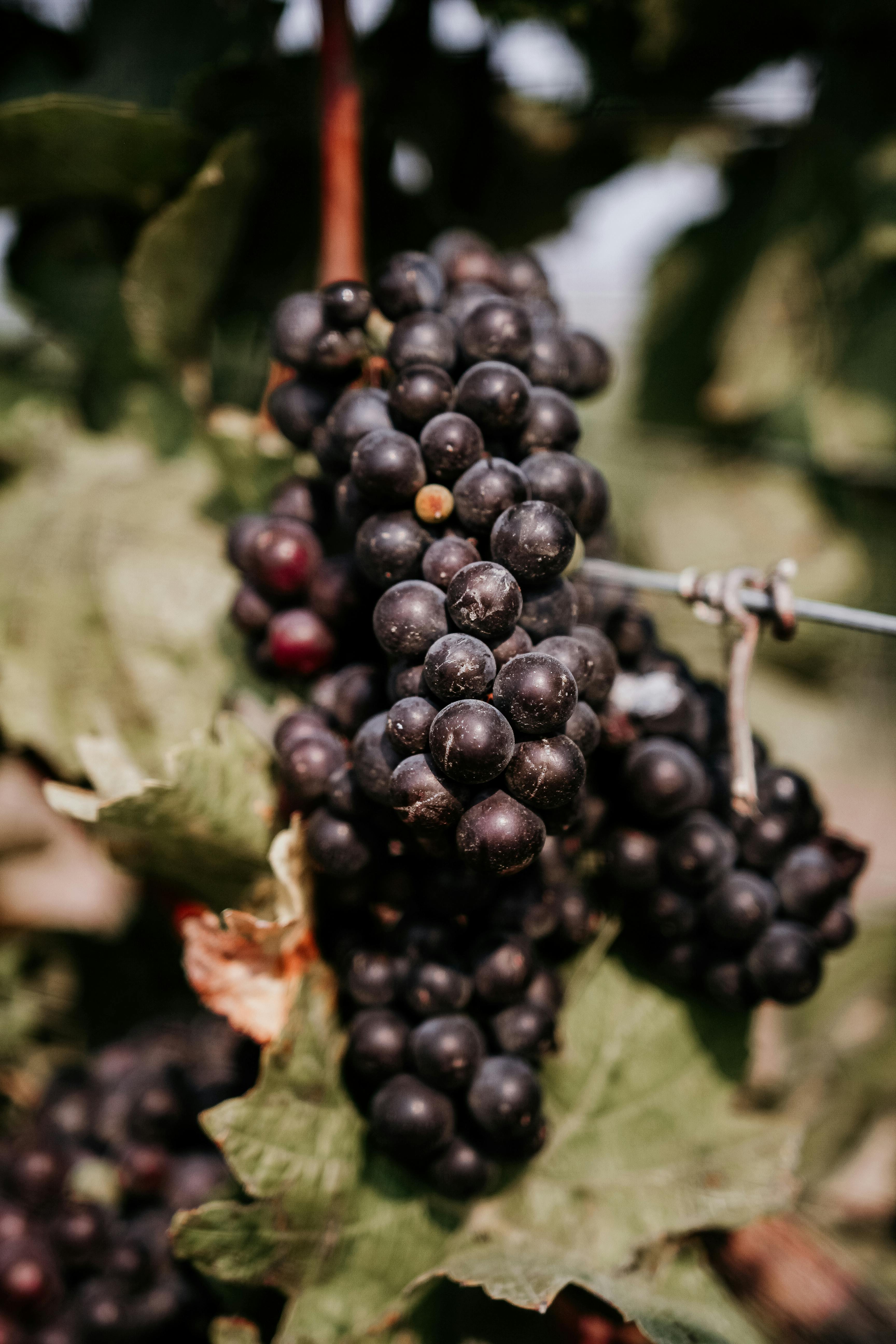 Delta wine grapes california Known for Exceptional Flavor and Vineyard Quality